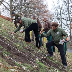 brommi insektenschutzprojekt blumenzwiebeln f r krugtorhohlweg 1
