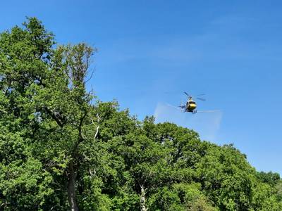 eichenprozessionsspinner behandlungsma nahmen per hubschrauber