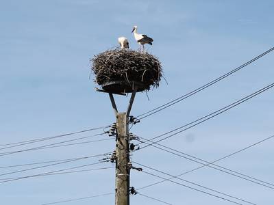 Storchenhorst am Dreieck Storchenhorst am Dreieck