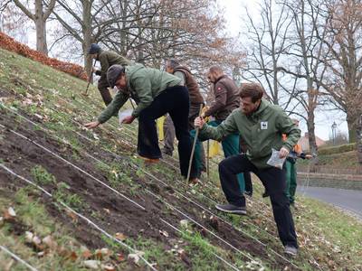 brommi insektenschutzprojekt blumenzwiebeln f r krugtorhohlweg 1