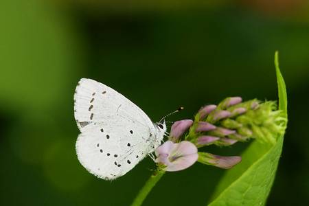 celastrina argiolus wwf deutschland