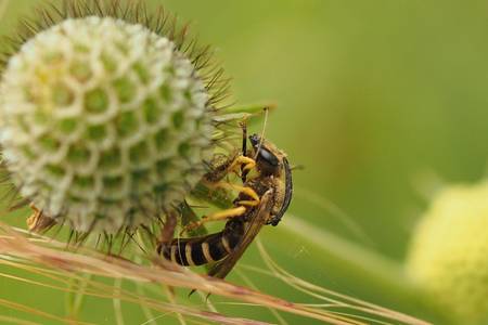 Halictus scarabiosae WWF Deutschland