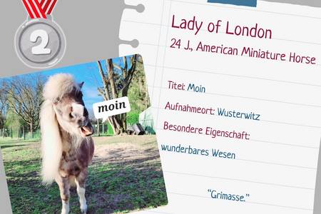 Fotowettbewerb pferdetastisch_Platz 2 platz 2