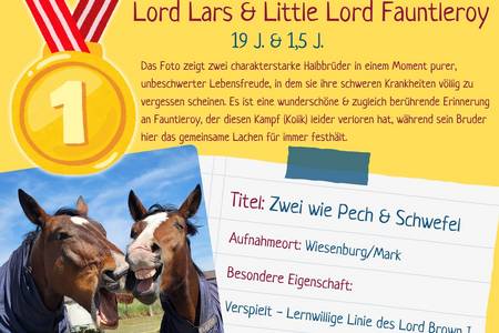 Fotowettbewerb pferdetastisch_Platz 1 platz 1