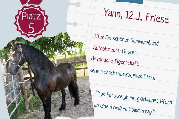 Fotowettbewerb pferdetastisch_Platz 5 platz 5