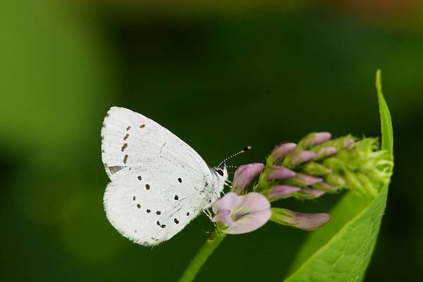 celastrina argiolus wwf deutschland