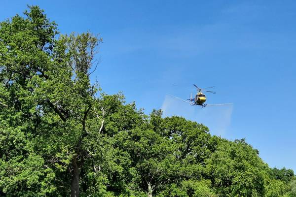 eichenprozessionsspinner behandlungsma nahmen per hubschrauber