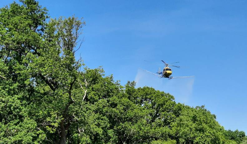 eichenprozessionsspinner behandlungsma nahmen per hubschrauber