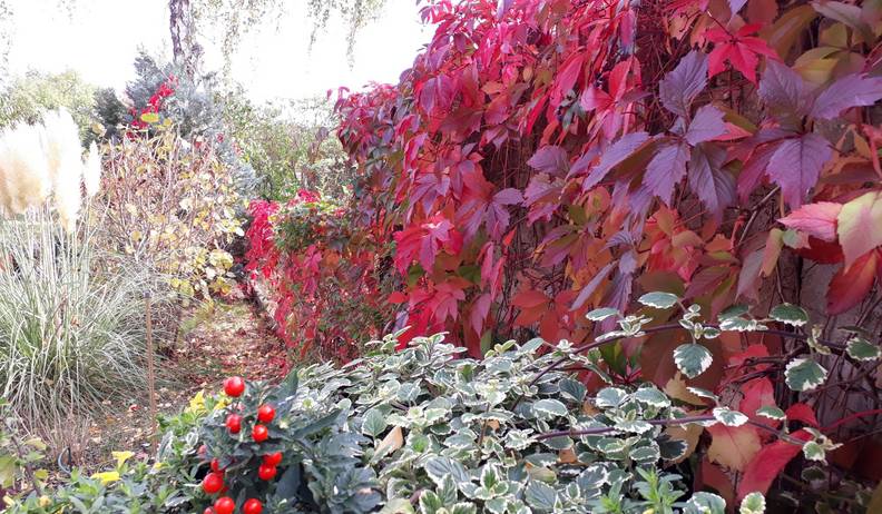 20201004 bunte bl tterwand