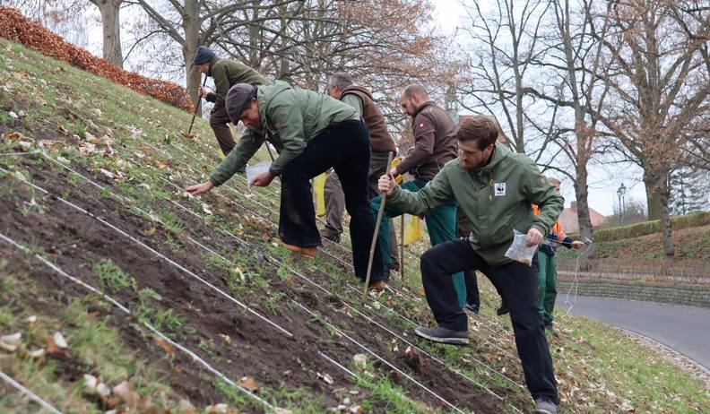 BROMMI Insektenschutzprojekt Blumenzwiebeln für Krugtorhohlweg 1
